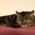 Image-square_50