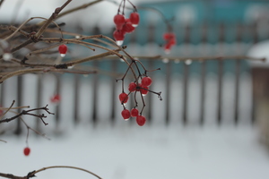 Image-preview_300x200