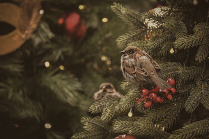 Image-preview_300x200