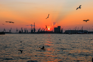 Image-preview_300x200