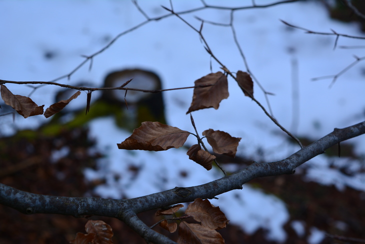 Image-normal