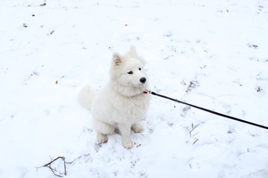 Image-preview_300x200
