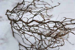 Image-preview_300x200