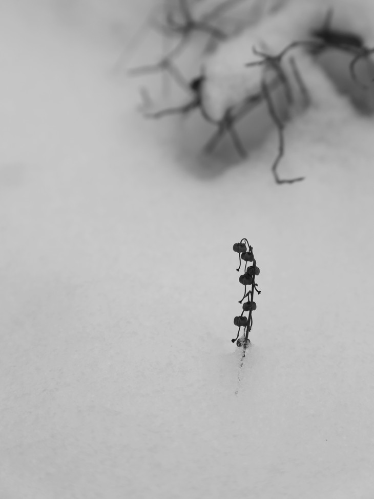 Image-normal