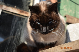 Image-preview_300x200