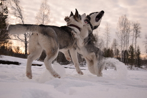 Image-preview_300x200