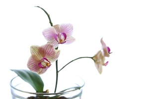 Image-preview_300x200