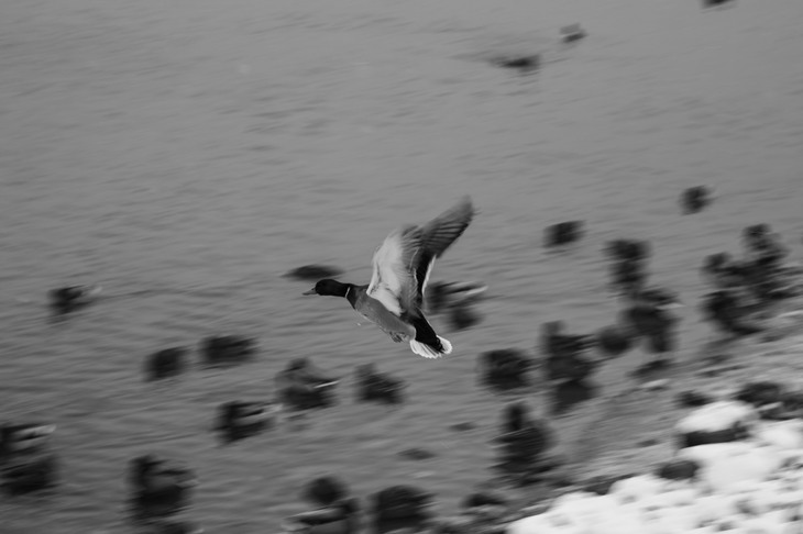 Image-normal