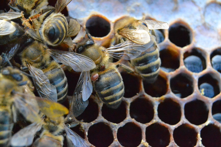 Тропилелапсоз пчел. Варроатоз болезнь пчел. Пчелиный клещ варроа. Пчелиная варроатоз. Варроатоз медоносных пчел.