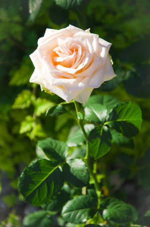 Image-preview_300x200