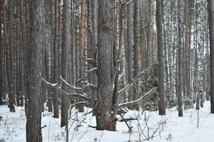 Image-preview_300x200