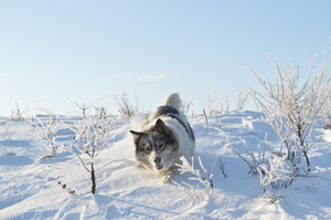 Image-preview_300x200