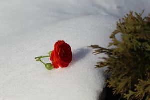 Image-preview_300x200