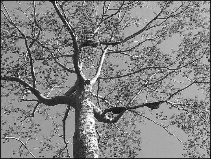 Image-normal