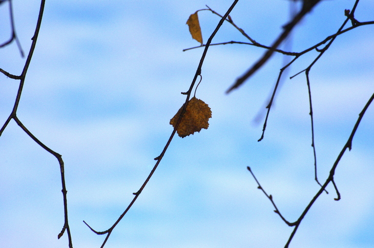 Image-normal