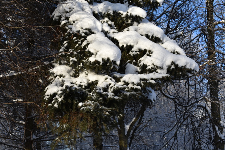Image-normal