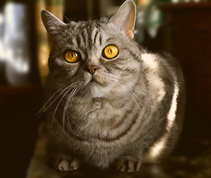 Image-preview_300x200