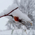 Image-square_50