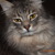 Image-square_50