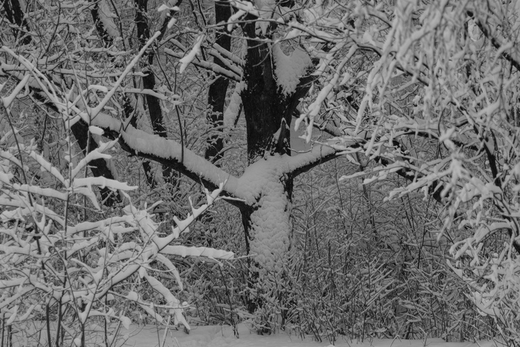 Image-normal