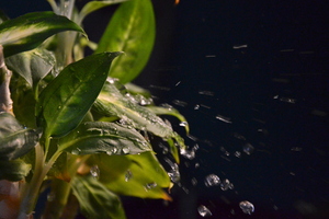 Image-preview_300x200