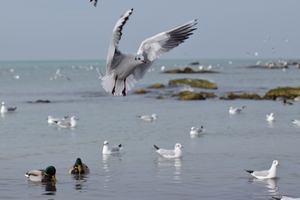 Image-preview_300x200