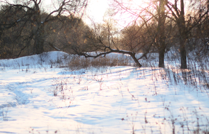 Image-preview_300x200