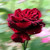 Image-square_50