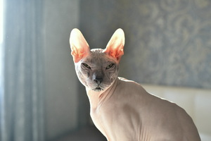 Image-preview_300x200