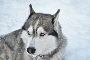 Image-preview_300x200