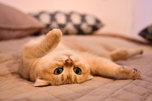 Image-preview_300x200