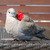Image-square_50