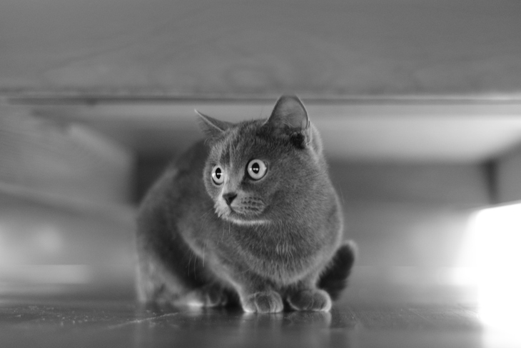 Image-normal