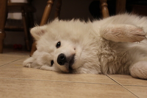 Image-preview_300x200