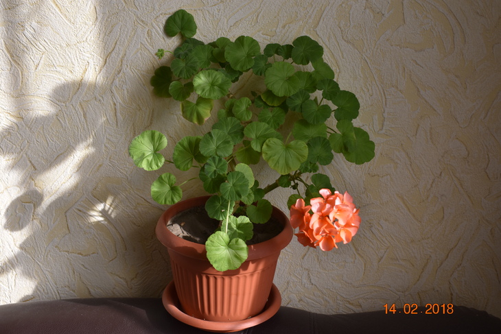 Image-normal