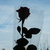 Image-square_50