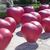 Image-square_50