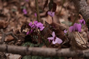 Image-preview_300x200