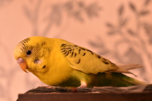 Image-preview_300x200