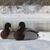 Image-square_50