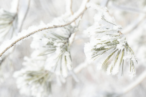 Image-preview_300x200
