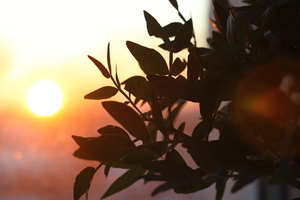 Image-preview_300x200