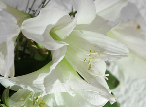 Image-preview_300x200