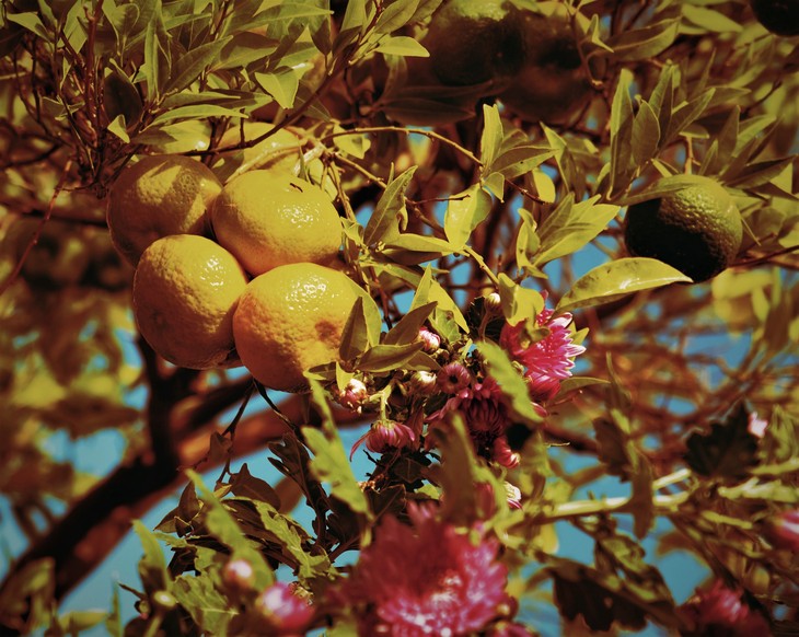 Image-normal