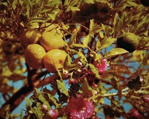 Image-preview_300x200