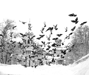 Image-preview_300x200