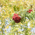 Image-square_50
