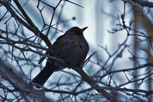 Image-preview_300x200