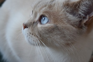 Image-preview_300x200