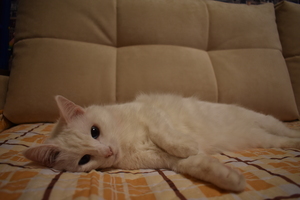 Image-preview_300x200
